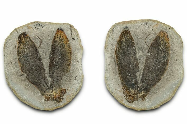 Pennsylvanian Fern Fossil Pos/Neg - Mazon Creek #325831